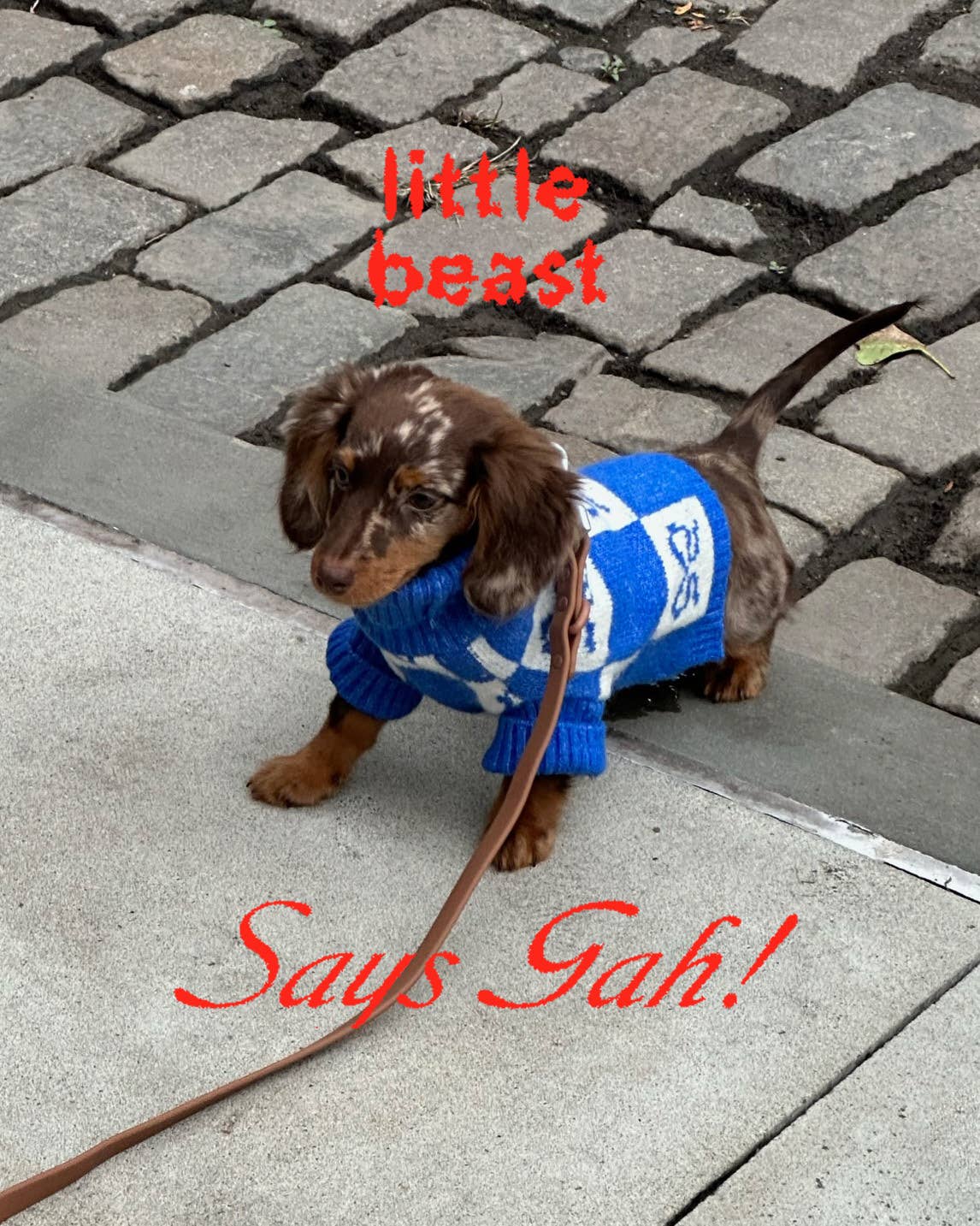 Little Beast Is Becoming the Go-to for Cool Brands Wanting to Make Dog  Clothes - Fashionista