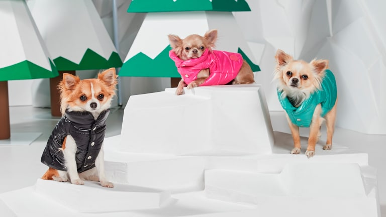 moncler dog jackets