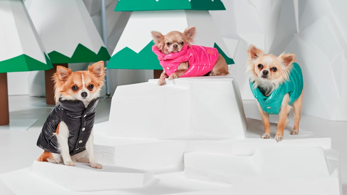 Louis Vuitton coat – Lower east side petshop