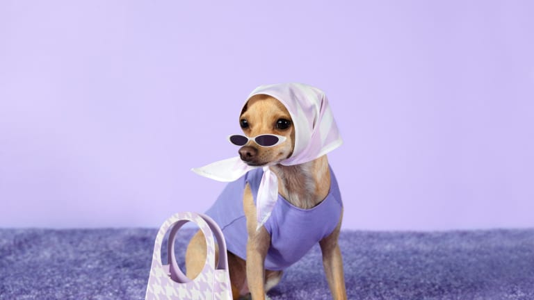 Dogs in fashion store