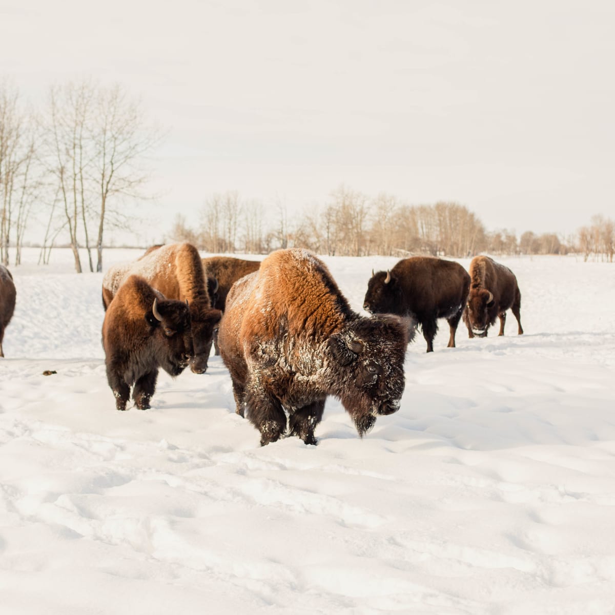 The Future of Sustainable Materials Bison Wool Fashionista