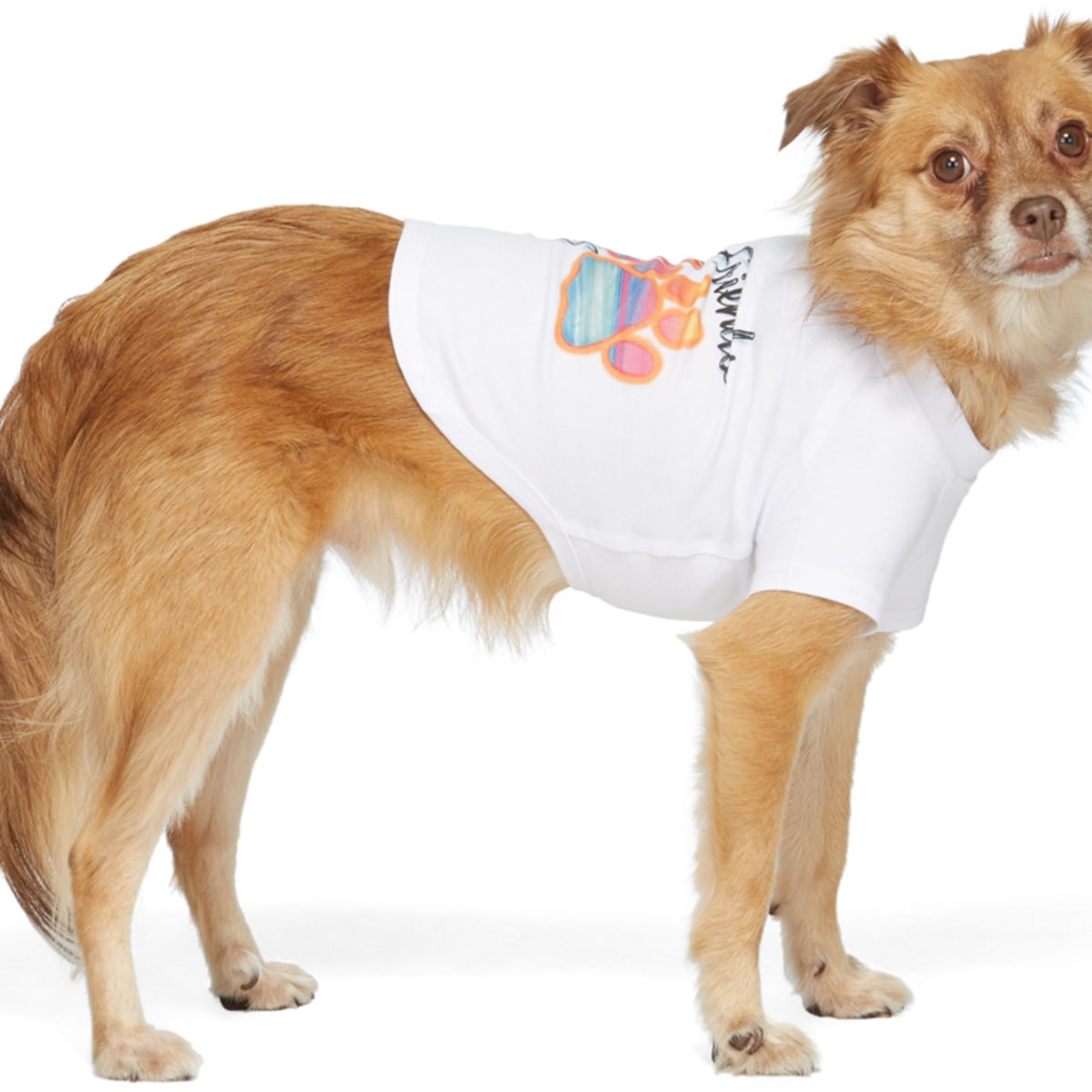Dogs in shirts top