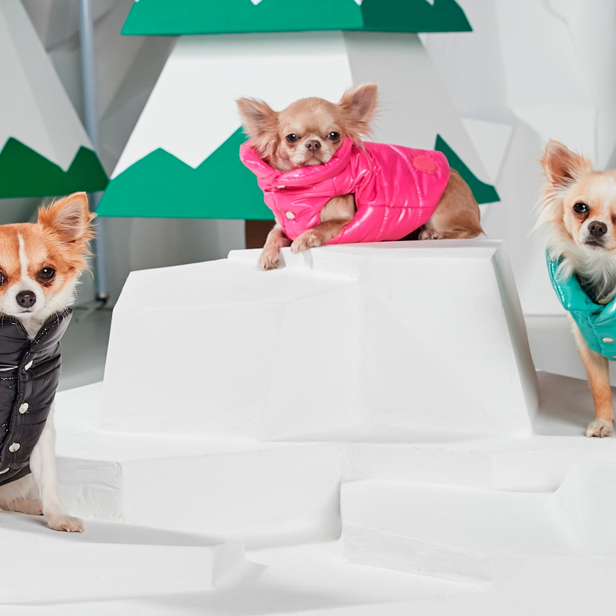Saks moncler outlet dog