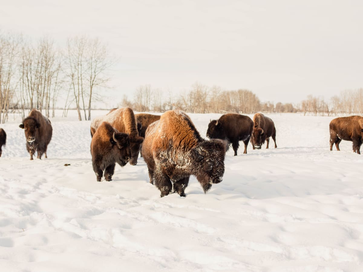The Future of Sustainable Materials Bison Wool Fashionista