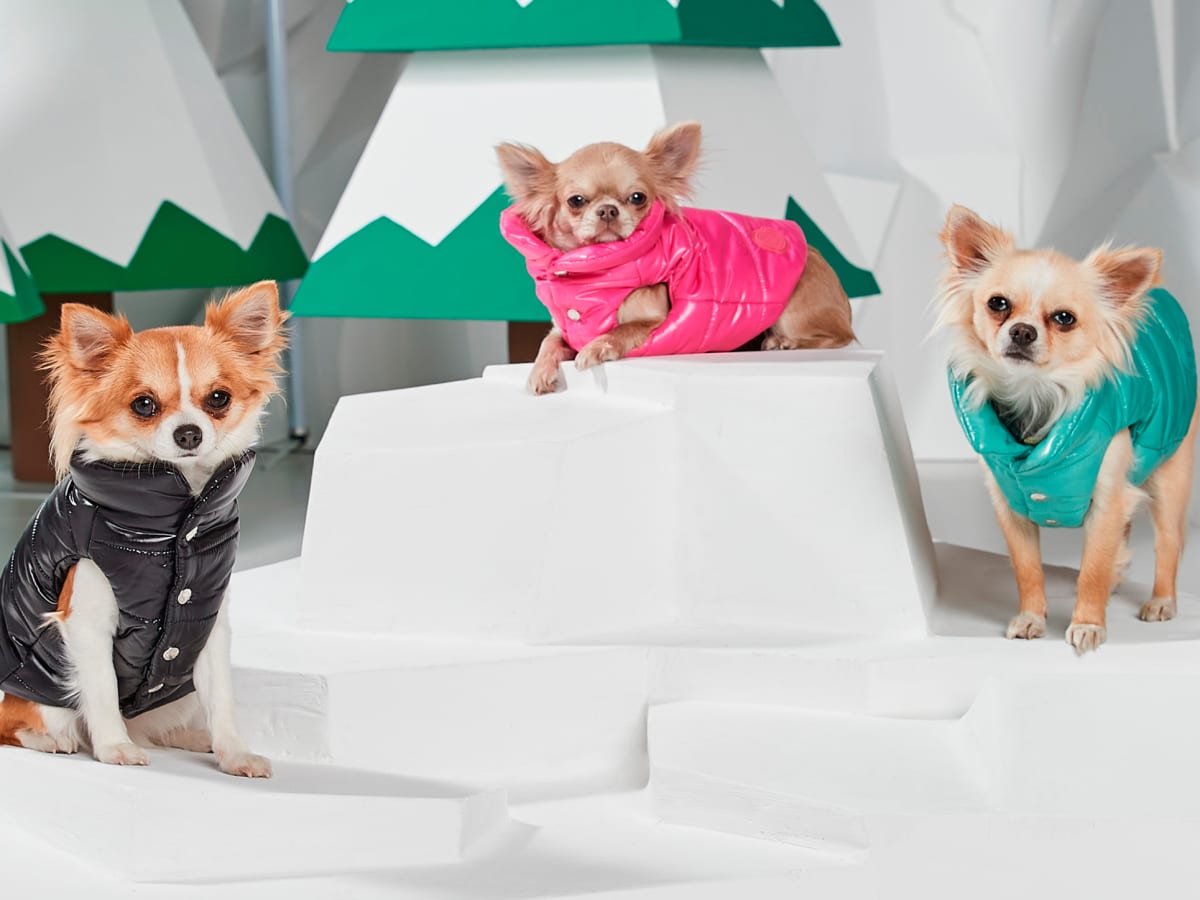 Shirts with puppies on them online