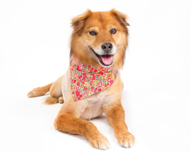 Dog Clothing Trends: Why Designers Are Increasingly Designing Pet