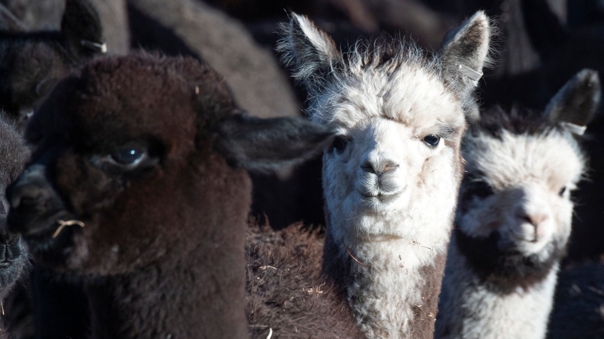 Peru's Alpaca Business Has a Bright Future — It Just Can't Forget Its Farmers