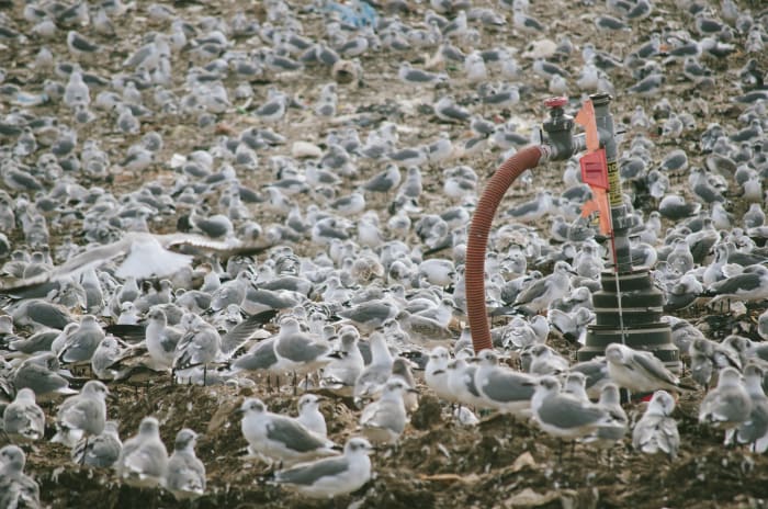 Over a dozen species of gulls come to feast on the top of the open landfill sites at Fairless. Photo: Whitney Bauck/Fashionista