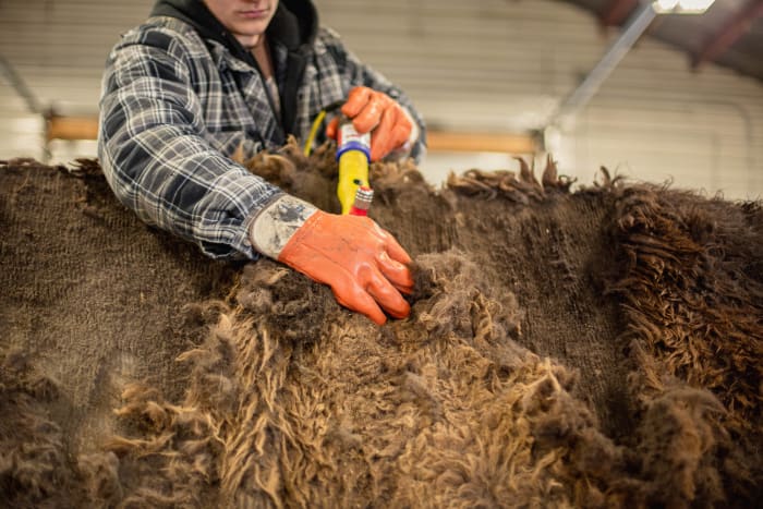 Séparer la laine de bison de la peau de bison. Photo: Courtesy United by Blue