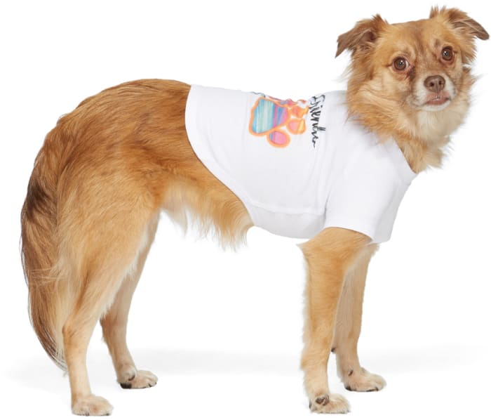 dog wearing a white tshirt