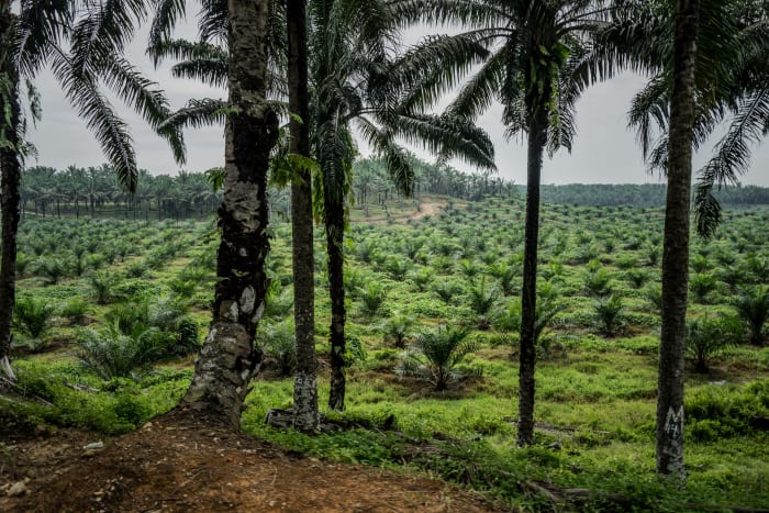 A palm oil plantation and factory encroaches on a wildlife reserve in Malaysia, inhabited by both endangered animals and around 1,200 Indigenous peoples who live in riverbank communities.