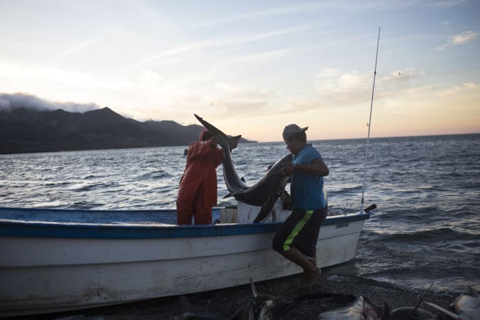 Fishermen remove caught sharks from a boat in the Mexican state of Baja California Sur.