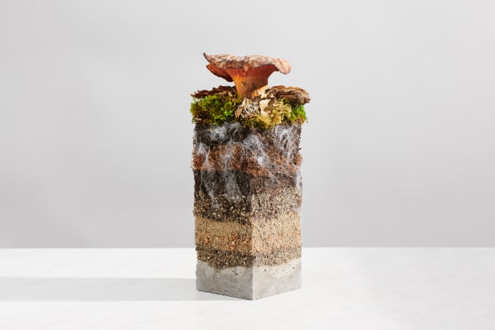 When grown on sawdust or agricultural waste, mushroom roots (seen here) can form a thick mat, called mycelium, that can then be treated to resemble leather.