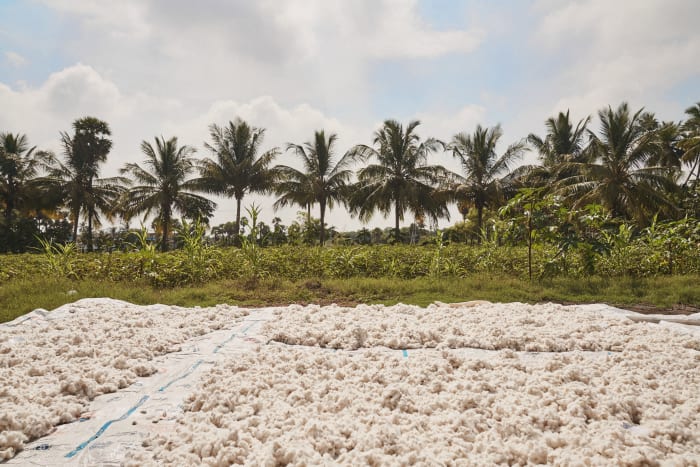 Christy Dawn and Oshadi Collective's regenerative cotton farm in Kanjikoil, Tamil Nadu, India. 