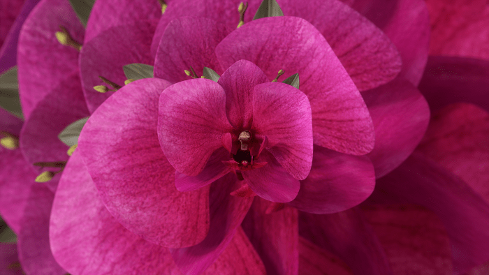 fashion fashion Orchid_1080