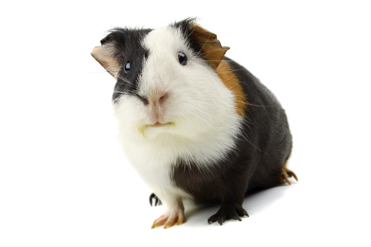 This guy is a professional model and has never been used for animal testing. Photo: iStock
