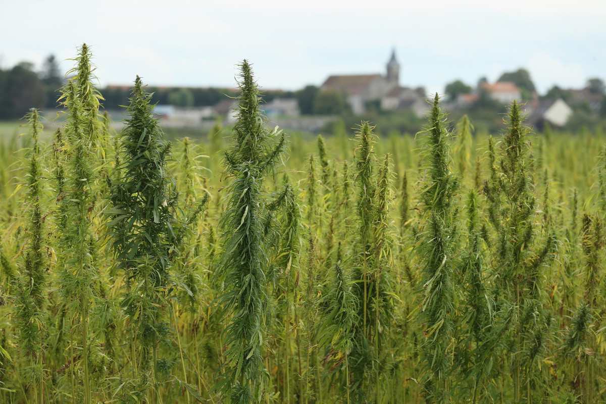 Look at all that weed. Photo: Sean Gallup/Getty Images