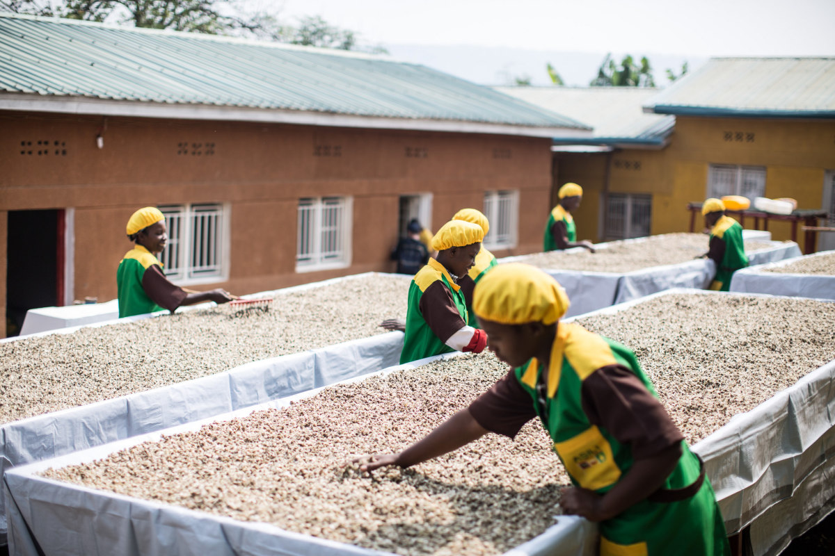 Farmers harvesting the Moringa seeds at the factory. Photo: The Body Shop