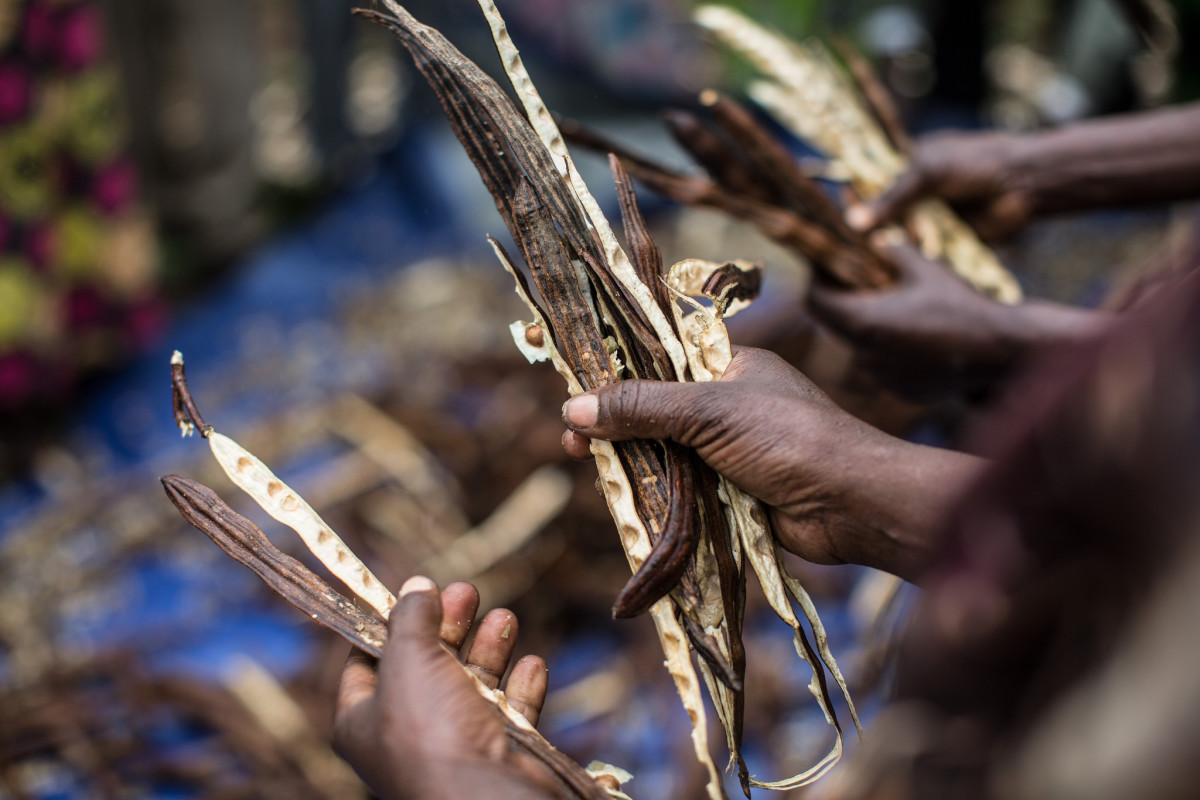 Moringa seeds being harvested in the field. Photo: The Body Shop
