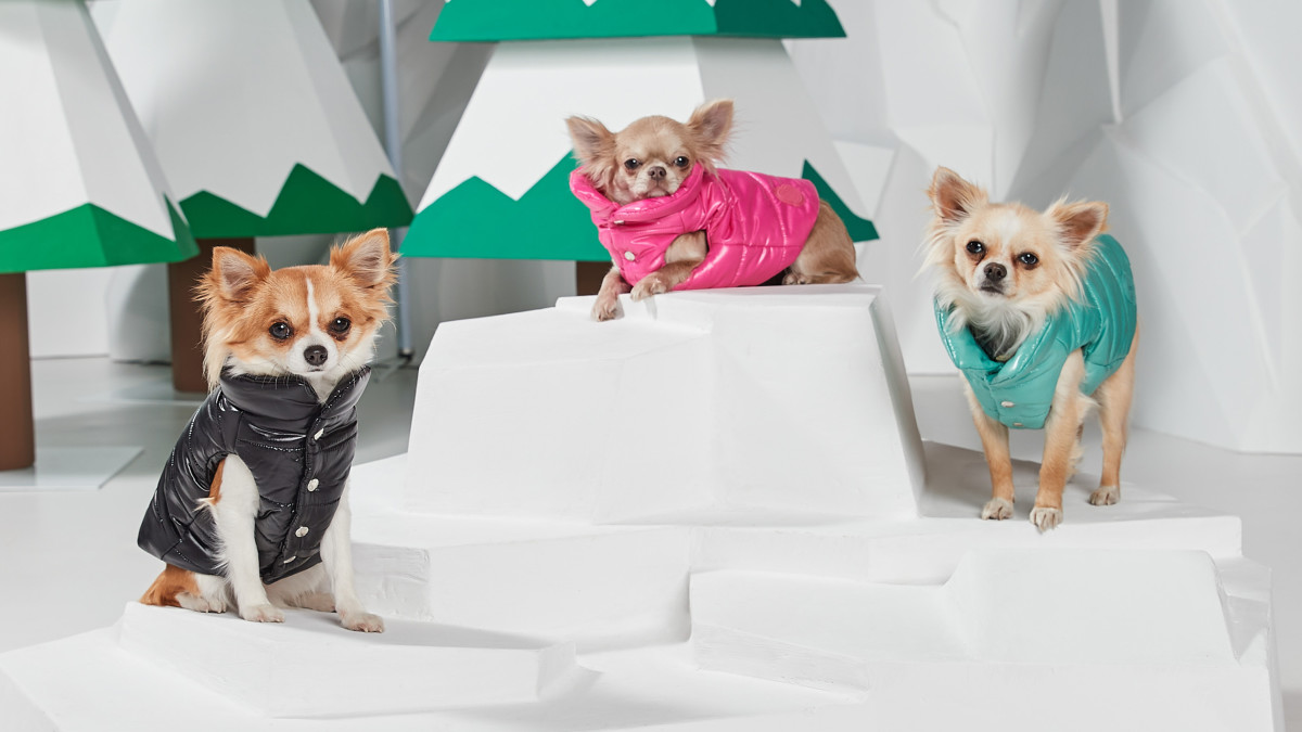 Dog fashion: the next step for luxury brands?