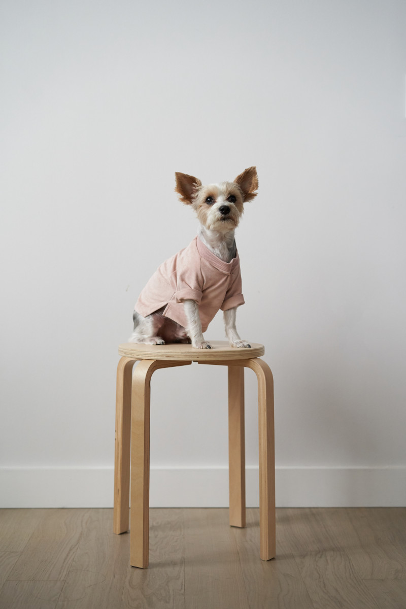 Hemsmith dogwear. Photo: Hemsmith