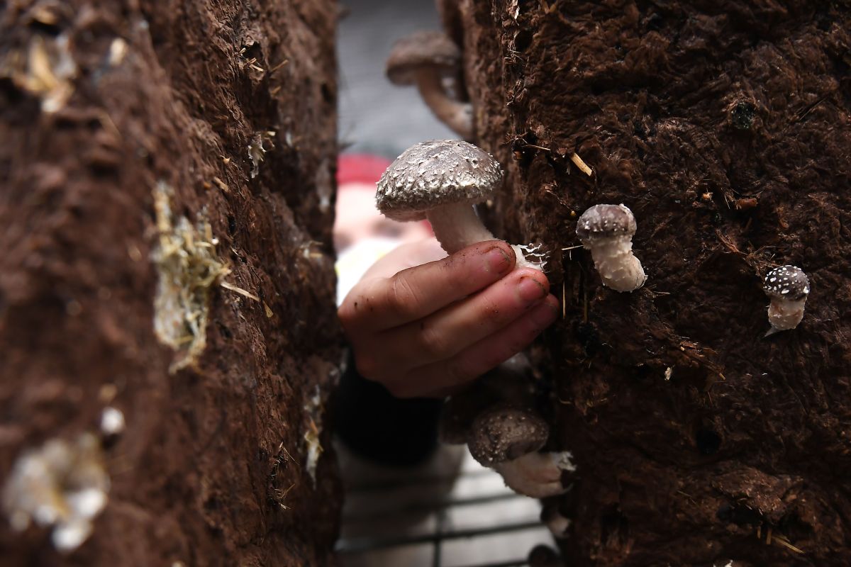 An employee collects shiitake mushrooms at an organic farm in Strasbourg, France.