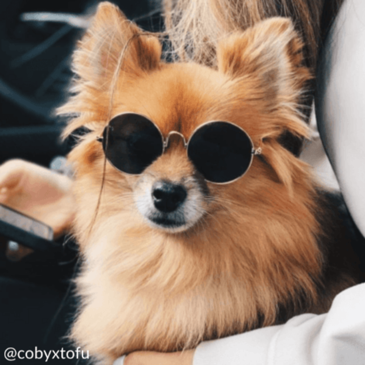 What to Get the Person Whose Pet Is Their Entire Personality