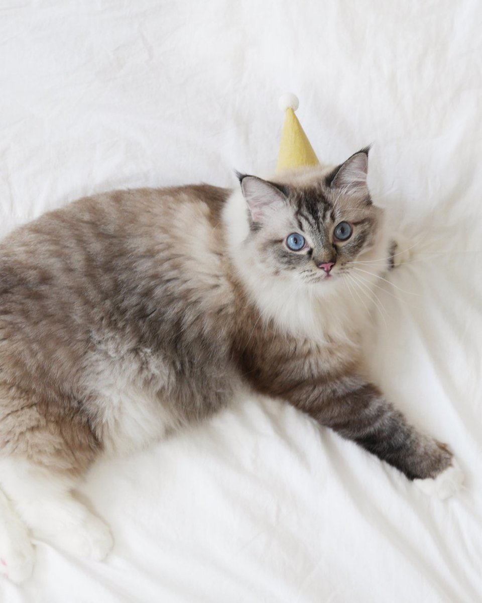 What to Get the Person Whose Pet Is Their Entire Personality