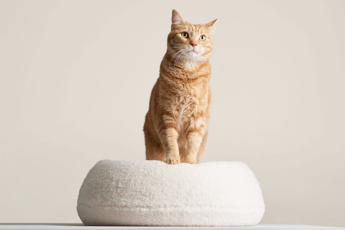 What to Get the Person Whose Pet Is Their Entire Personality