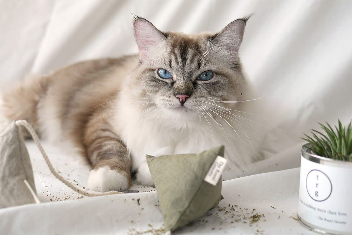 What to Get the Person Whose Pet Is Their Entire Personality