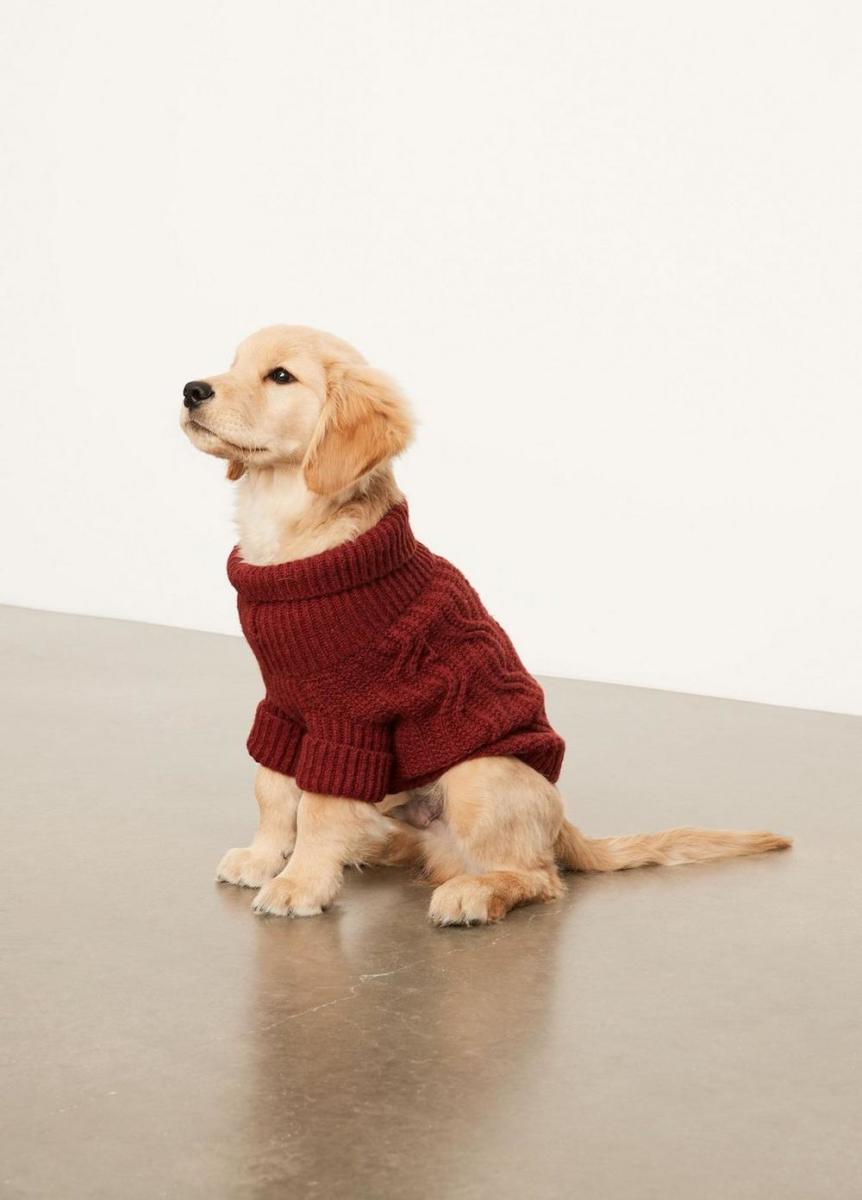 What to Get the Person Whose Pet Is Their Entire Personality
