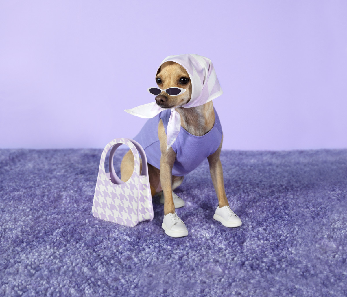 Street style spring outfit - chihuahua in 2023  Fashion, Vuitton outfit,  Louis vuitton handbags